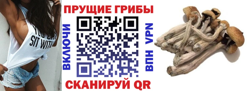 Купить  Тамбов  Псилоцибиновые грибы прущие грибы 